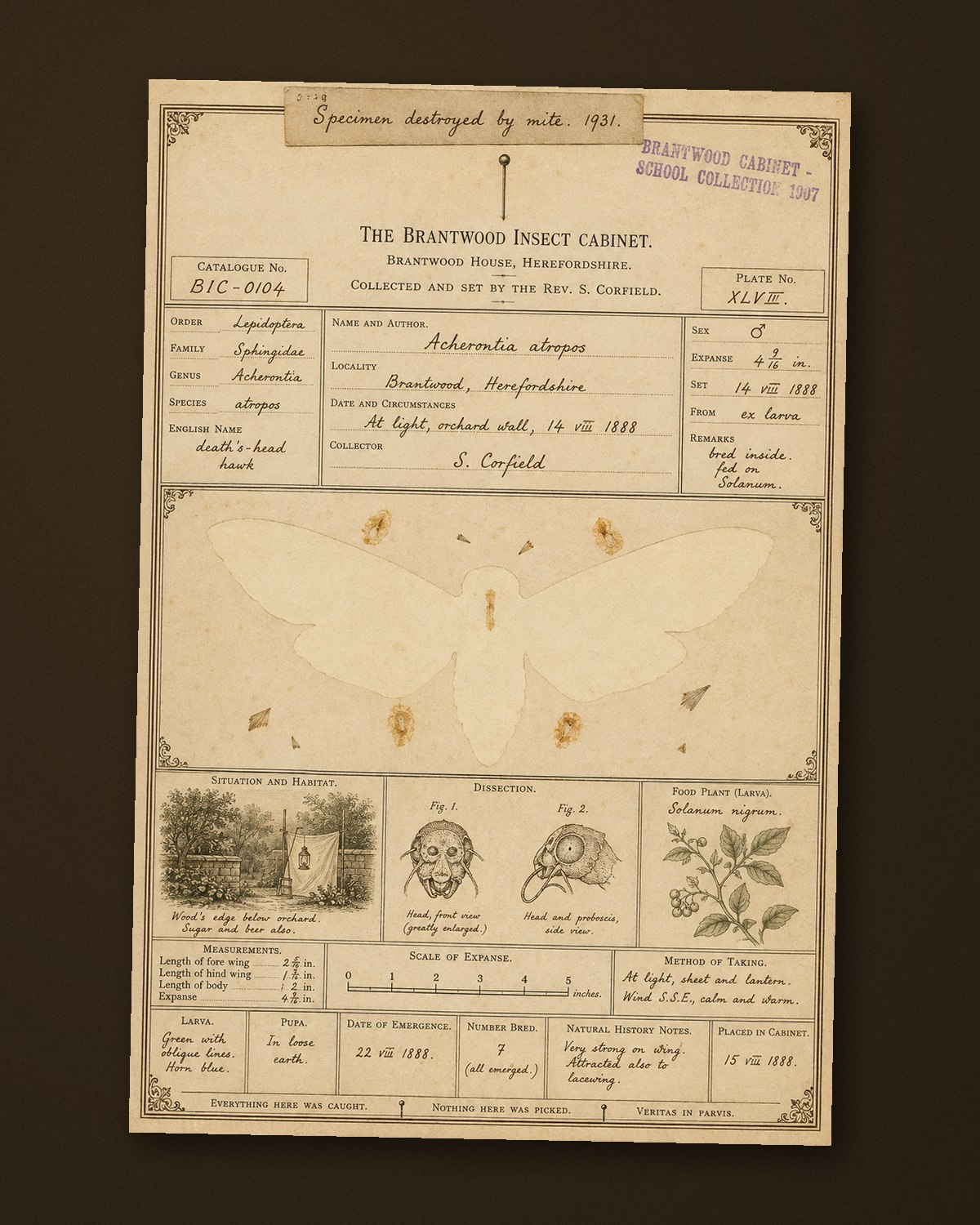 An entomology specimen card photographed on a dark surface: printed headings, a handwritten record of a death's-head hawkmoth, its pin still in place, and where the moth should be only a faded outline and four wing fragments
