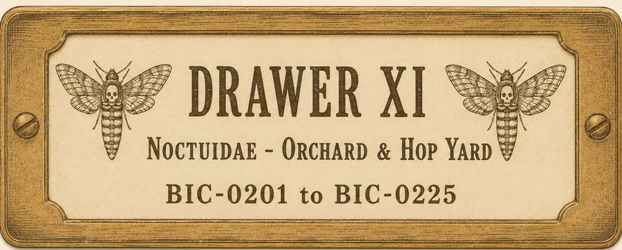 Brass-framed drawer label reading Drawer XI, with a small engraved moth at each end